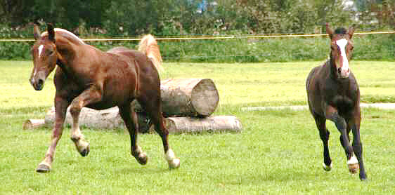 Loisl & Ramazzotti im Galopp