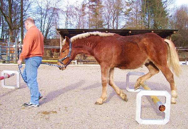 Cavaletti-Übungen