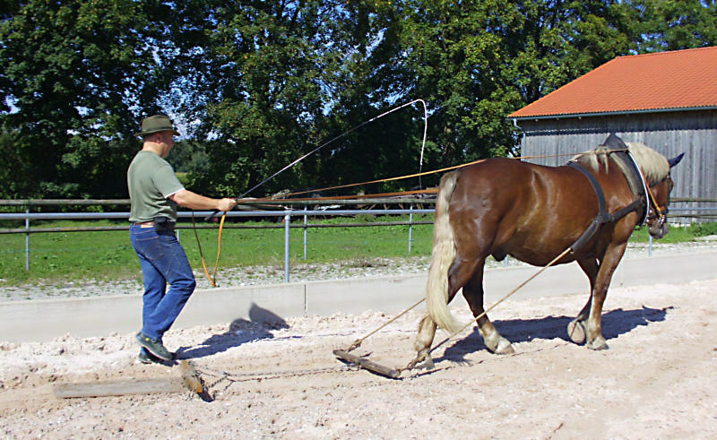 Ziehen mit dem Kumtgeschirr