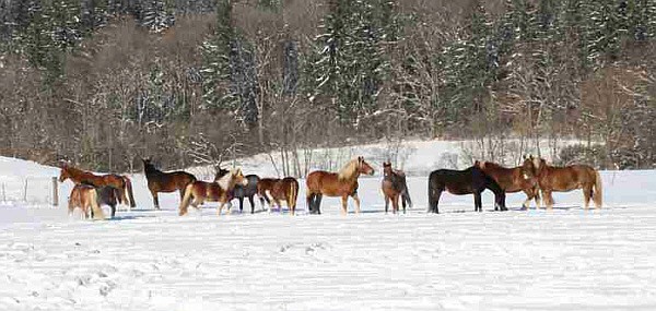 Pferde im Winter