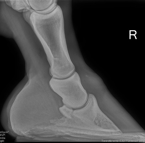 Rötgenbild rechtes Vorderbein