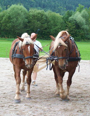 Zweispännig fahren vom Boden